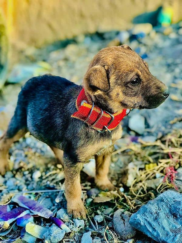 baby german shepherd female 4