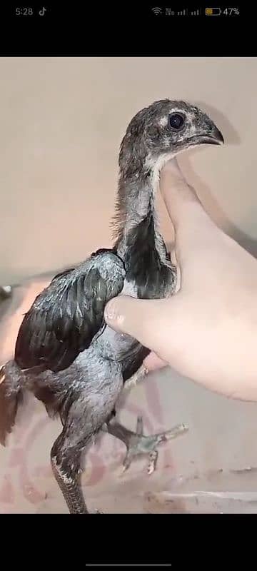 Top High quality Pure Dragon Black skin 2 month Chicks 1