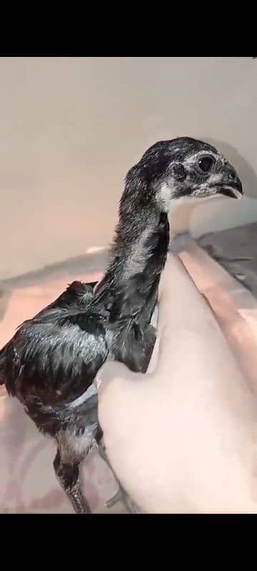 Top High quality Pure Dragon Black skin 2 month Chicks 2