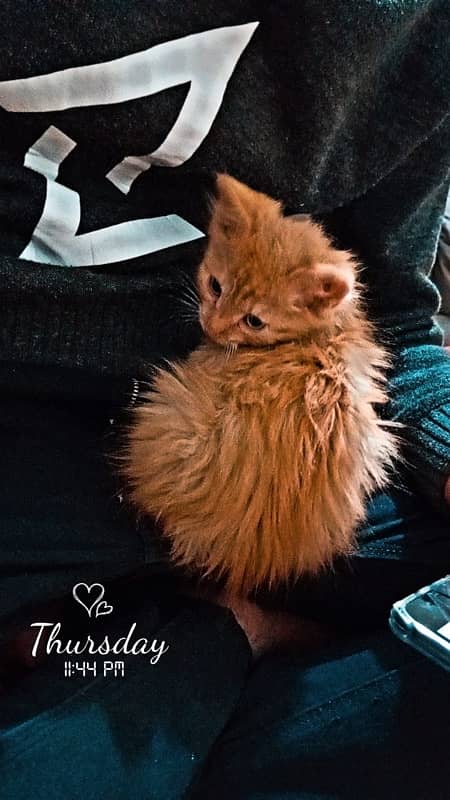 persian cat female 2  month baby 0