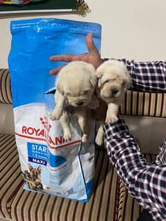 labrador pedigree puppies