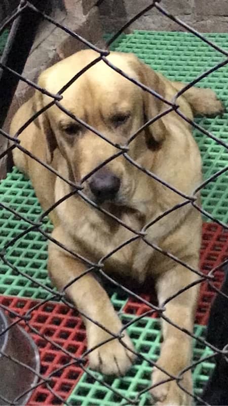 labrador pedigree puppies 1