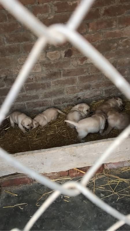 labrador pedigree puppies 2