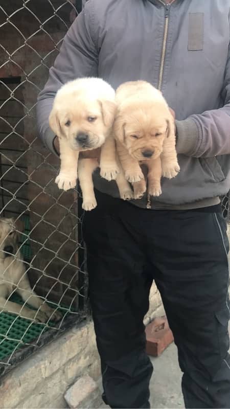 labrador pedigree puppies 3