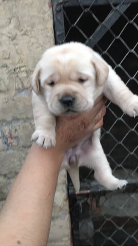 labrador pedigree puppies 4