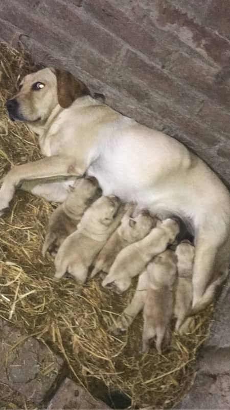 labrador pedigree puppies 5