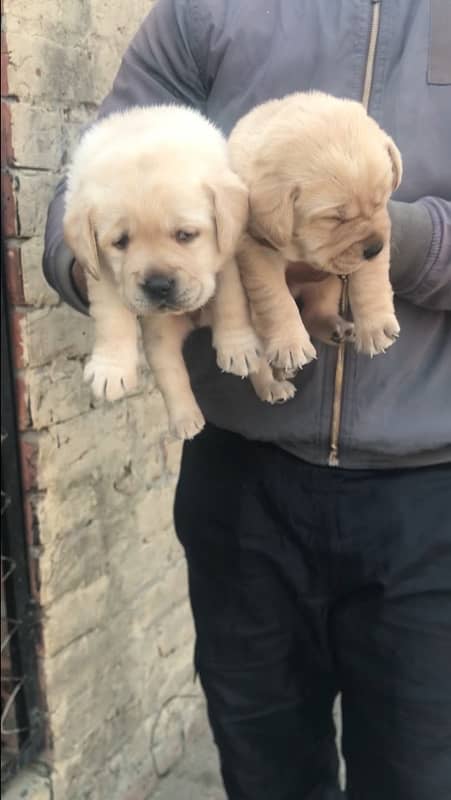 labrador pedigree puppies 6