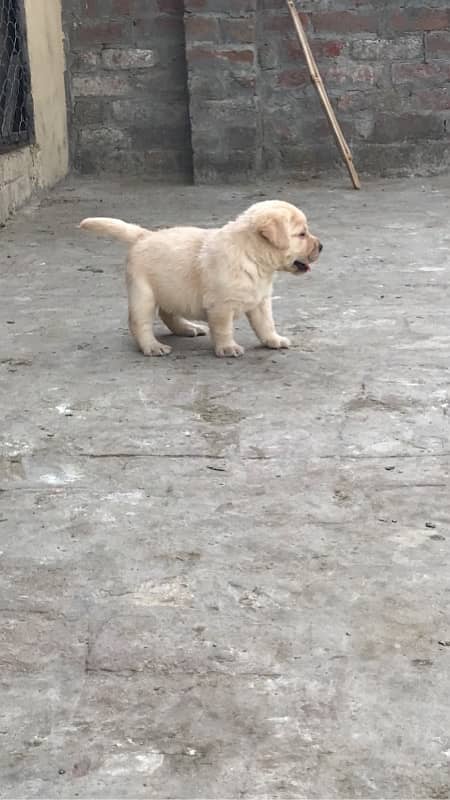 labrador pedigree puppies 7