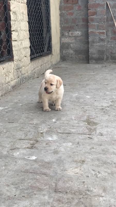 labrador pedigree puppies 8