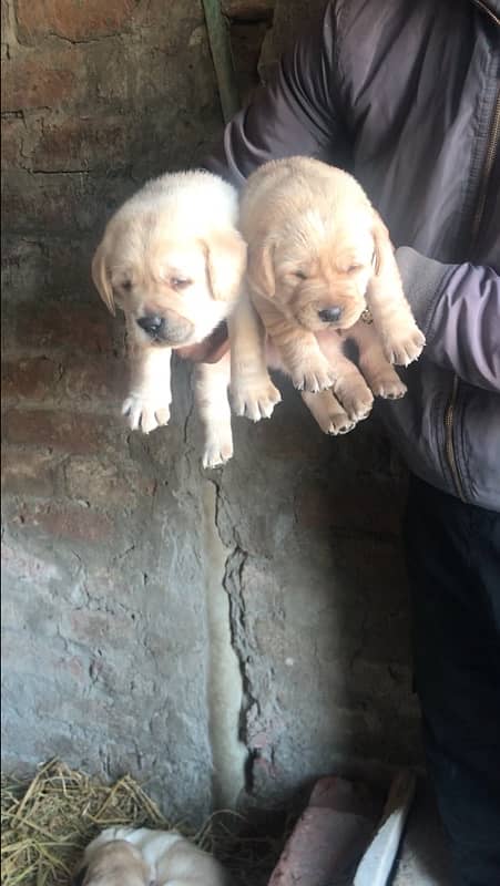 labrador pedigree puppies 9