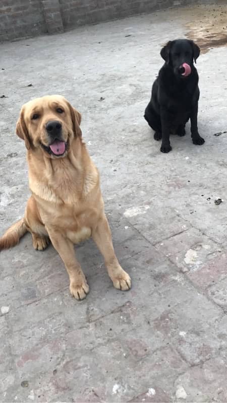 labrador pedigree puppies 10