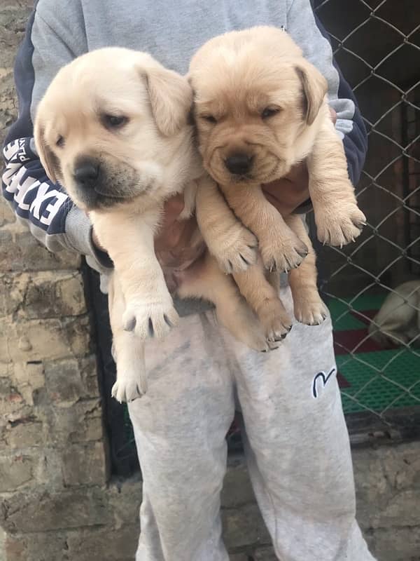 labrador pedigree puppies 18