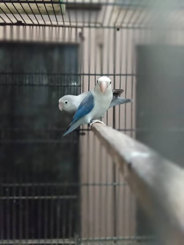 lovebird  breeder pair for sale 0