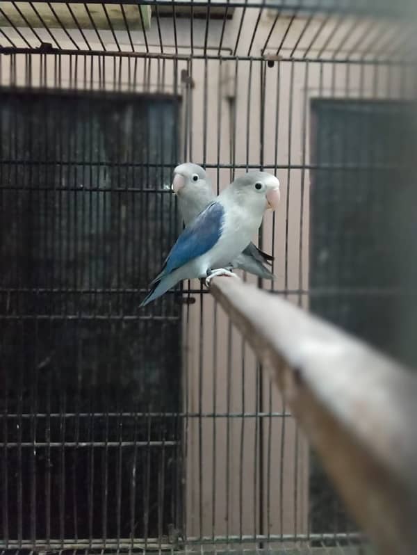 lovebird  breeder pair for sale 2