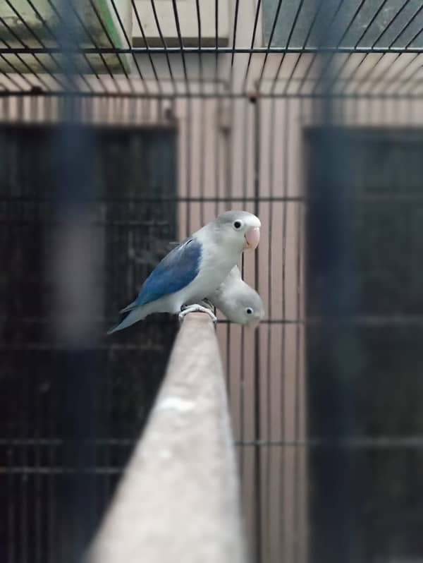 lovebird  breeder pair for sale 3