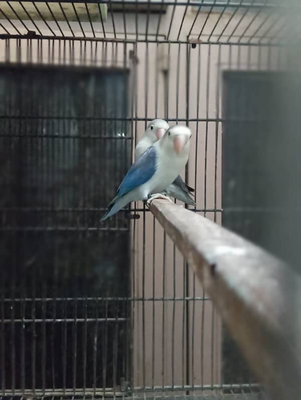 lovebird  breeder pair for sale 4