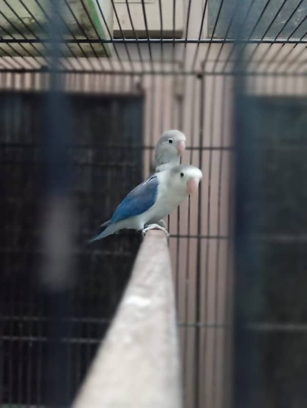 lovebird  breeder pair for sale 5