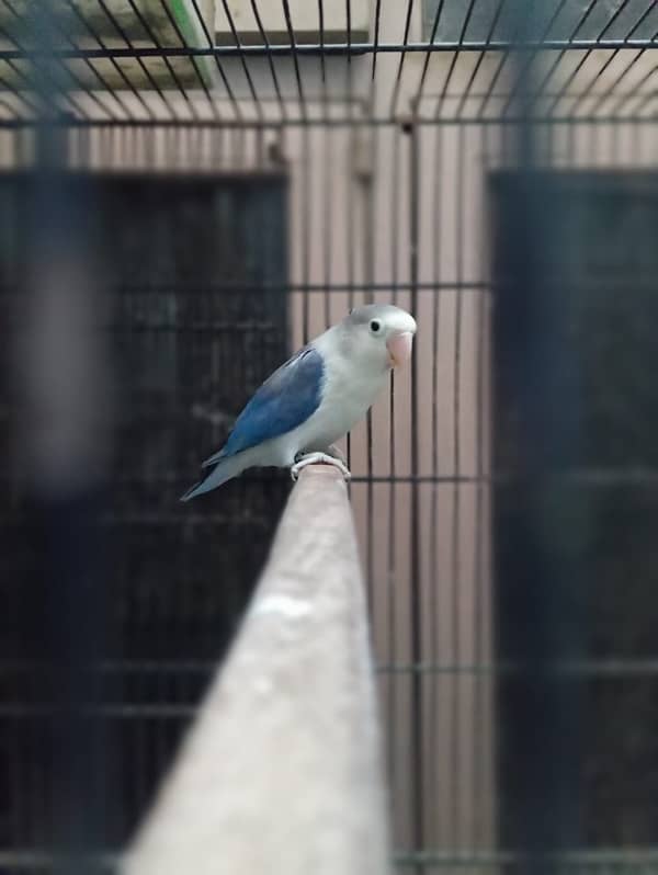 lovebird  breeder pair for sale 6