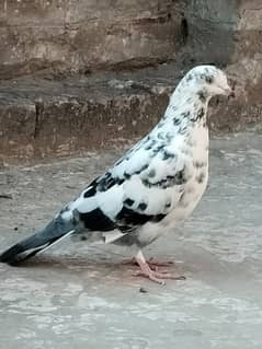 pigeon