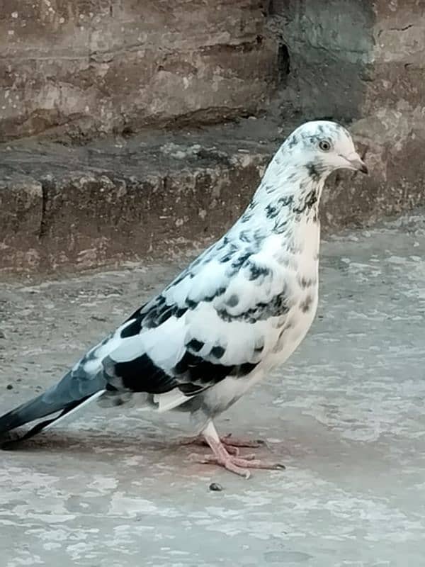 pigeon 1