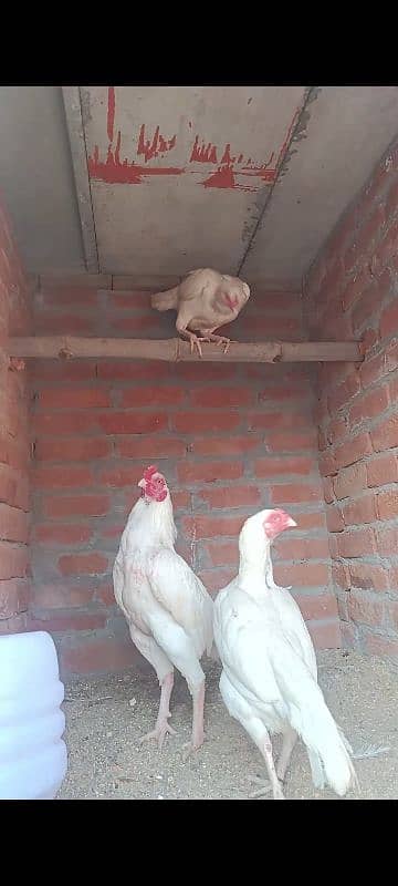 white heera breed fertile egg 0