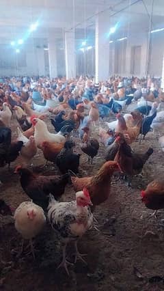 eggs laying golden misri hens for sale