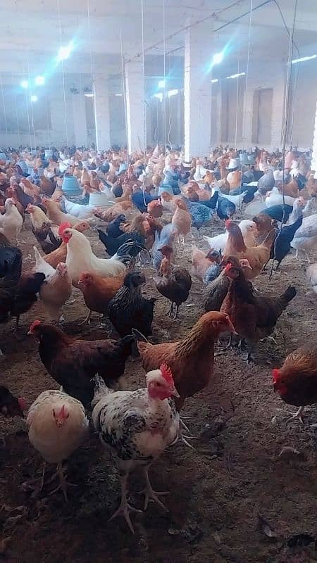 eggs laying golden misri hens for sale 0