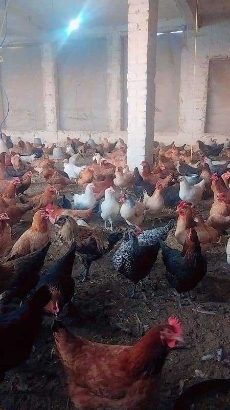 eggs laying golden misri hens for sale 1