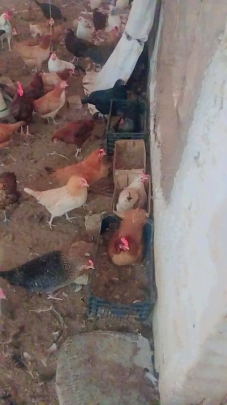 eggs laying golden misri hens for sale 3