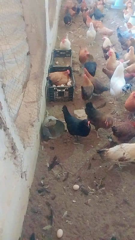 eggs laying golden misri hens for sale 4