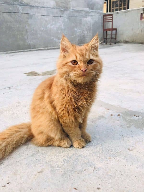 Persian Golden Brown Cat 0