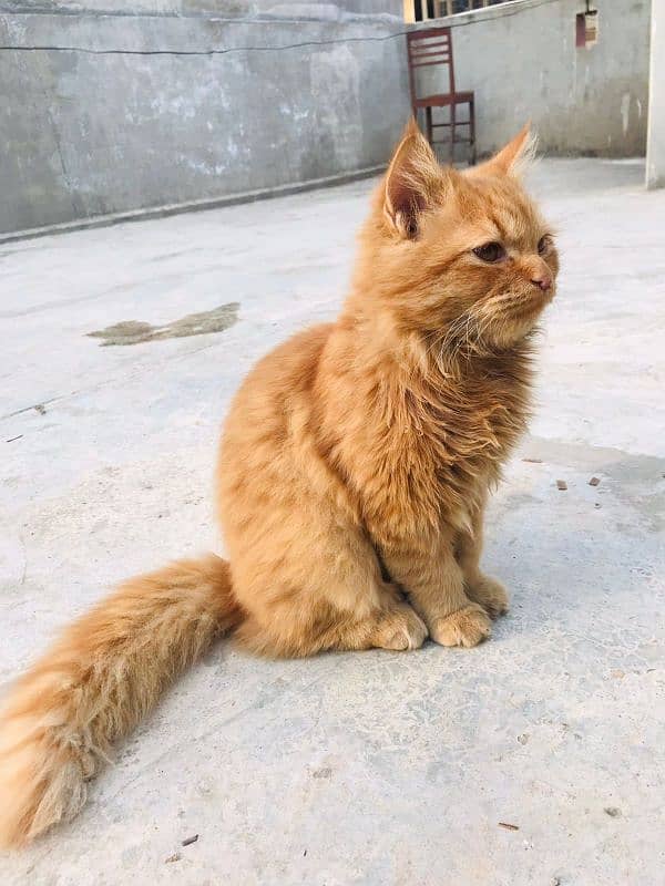 Persian Golden Brown Cat 1