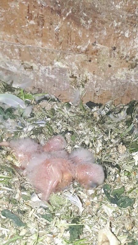 Albino split pair with chicks 2