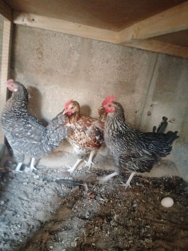 Egg laying hens | Desi hen | Misri hen | 0