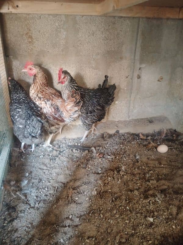 Egg laying hens | Desi hen | Misri hen | 1