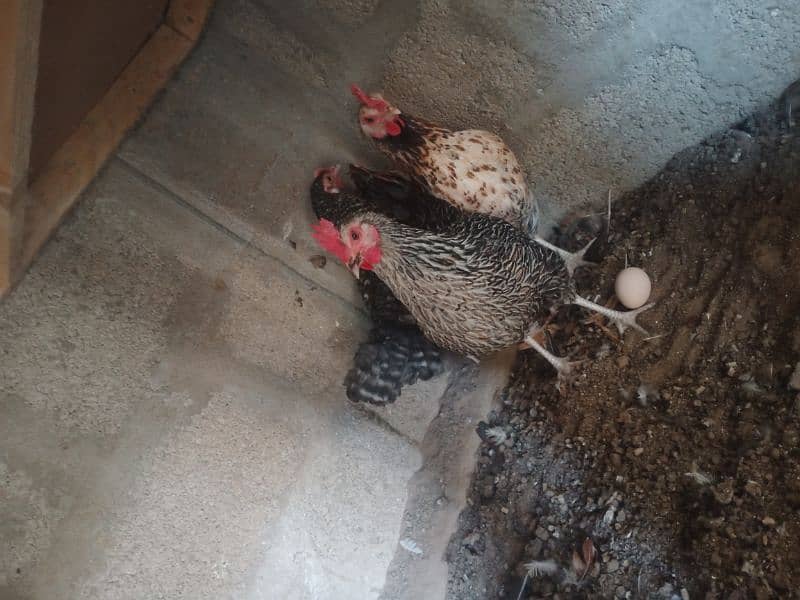 Egg laying hens | Desi hen | Misri hen | 2