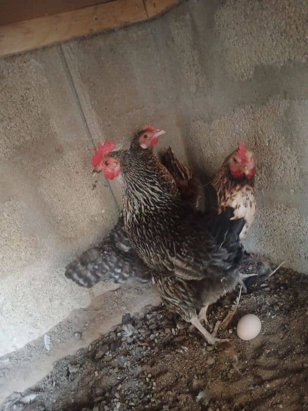 Egg laying hens | Desi hen | Misri hen | 3