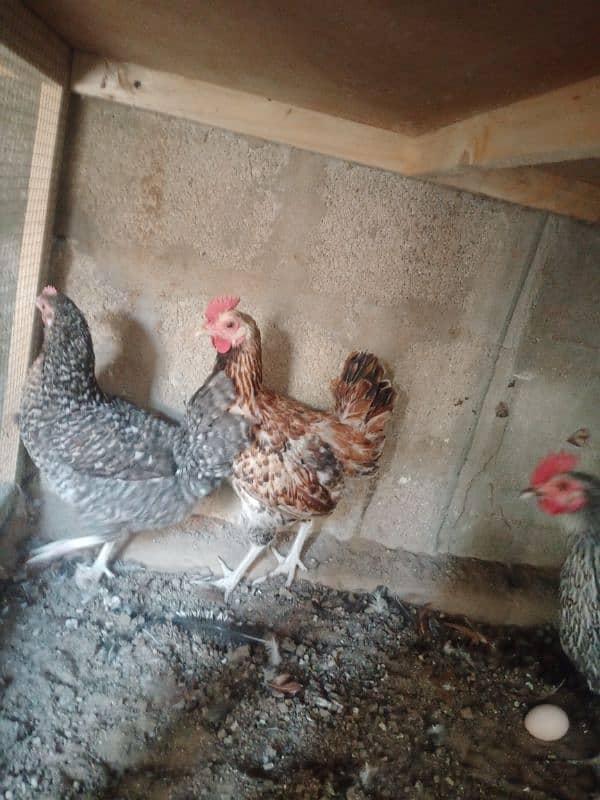 Egg laying hens | Desi hen | Misri hen | 4