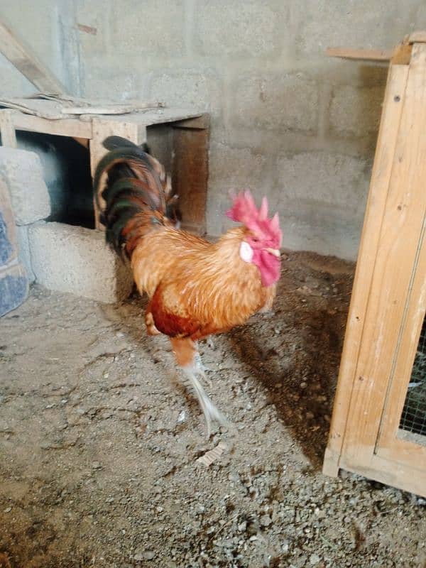 Egg laying hens | Desi hen | Misri hen | 8