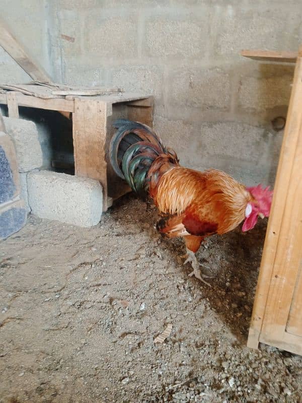 Egg laying hens | Desi hen | Misri hen | 9