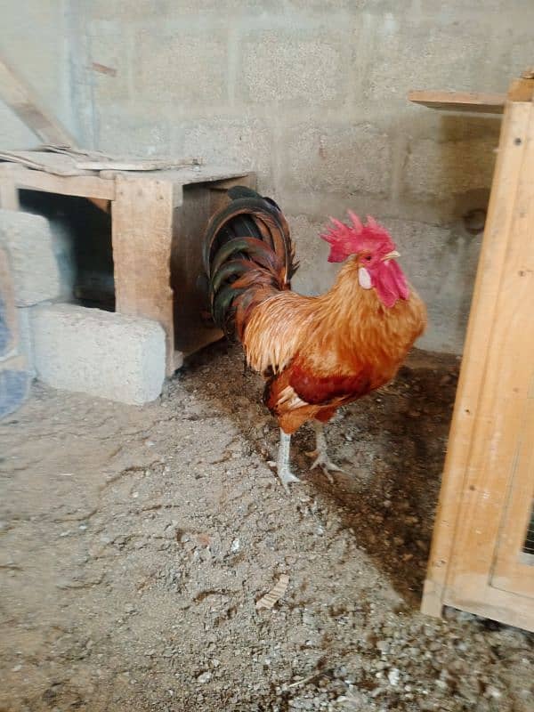 Egg laying hens | Desi hen | Misri hen | 10