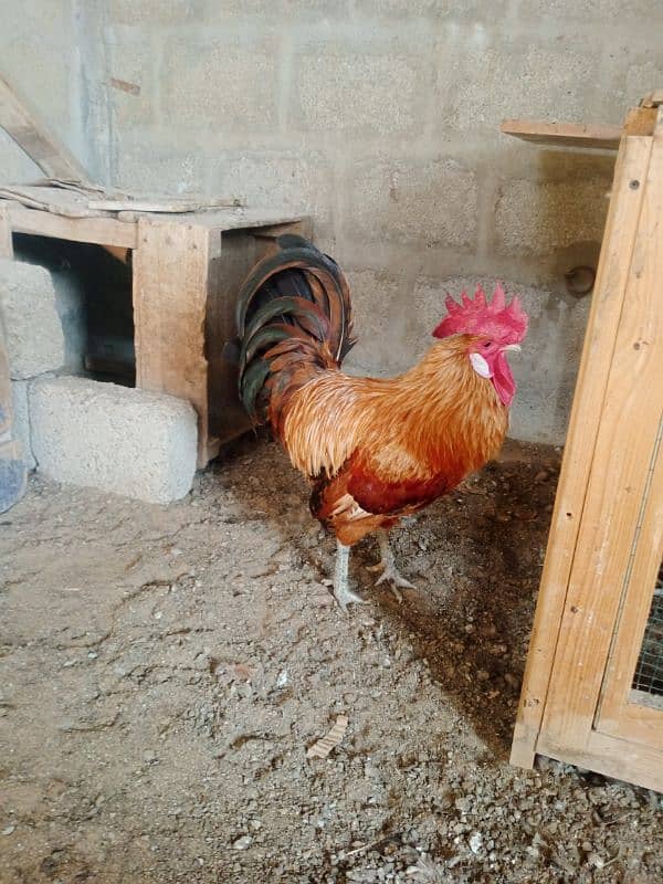 Egg laying hens | Desi hen | Misri hen | 11