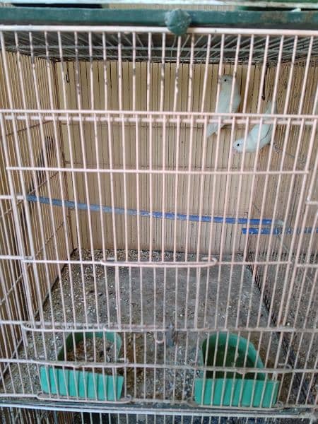 8 Box Cage Pinjra Condition 10/10 4