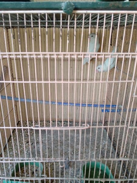 8 Box Cage Pinjra Condition 10/10 5