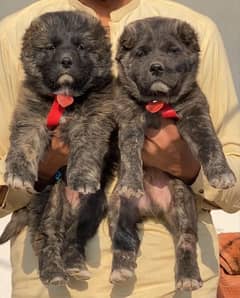 Kurdish Kangal security dog 2 month pair for sale heavy bone