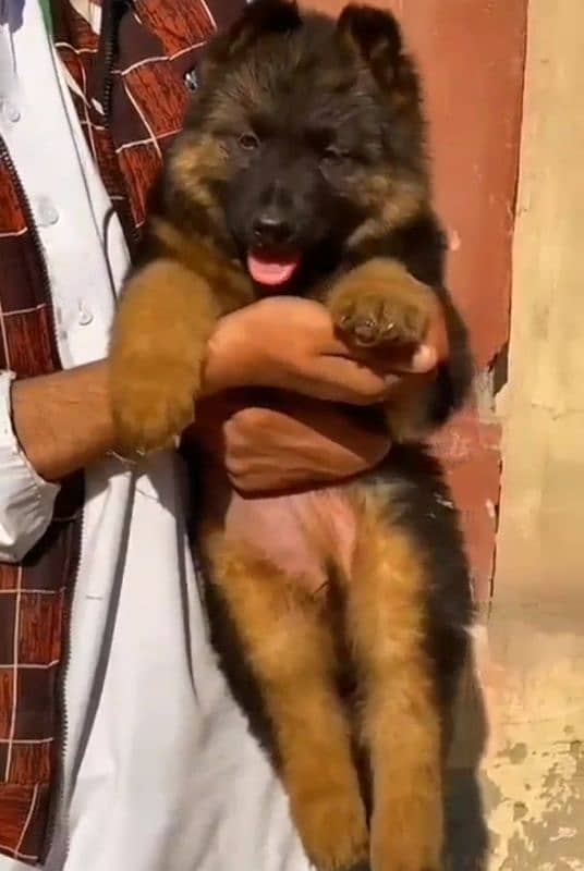 German Shepherd Puppy 0