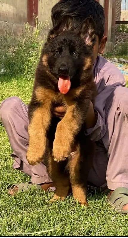 German Shepherd Puppy 1