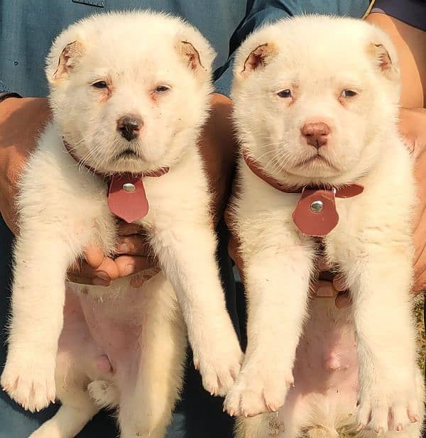 alabai security Dog 2 month pair for sale heavy bone 0