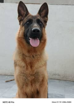 German Shepherd Dog red Pategree 11 months age. . .