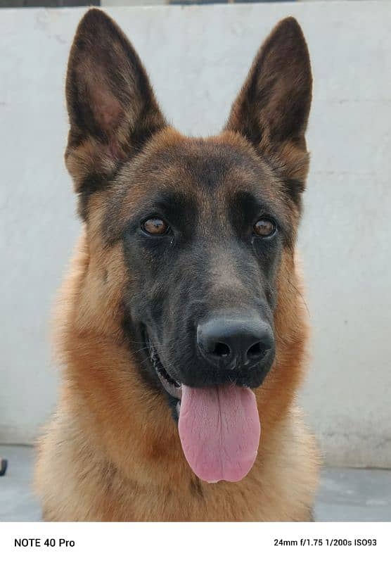 German Shepherd Dog red Pategree 11 months age. . . 1